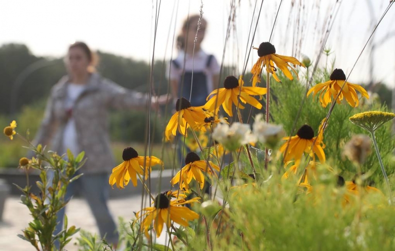 Пыльцу заподозрили в распространении коронавируса